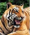 Swamp Tigers